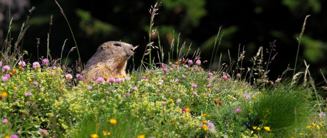 Where Can You See Marmots This Summer In France France