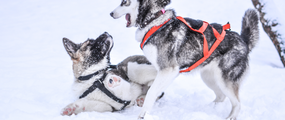 Et si on testait les chiens de traîneau cet hiver ?