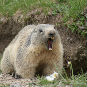 Rando, Marmottes en Vercors