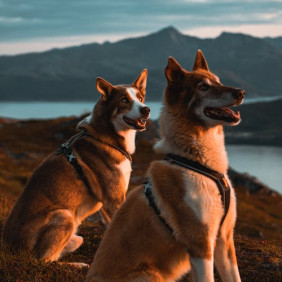 [TEST] Confiance et autonomie avec les chiens 2