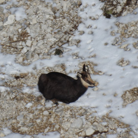 La faune en hiver à Thollon-les-Mémises