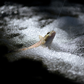 Parcours pêche « 1 poisson » sur le Doron de Belleville en amont des Ménuires